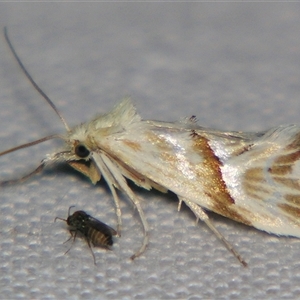 Heliocosma argyroleuca at Bolivia, NSW - suppressed