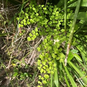 Adiantum aethiopicum (Common Maidenhair Fern) at Pebbly Beach, NSW - Yesterday by Clarel