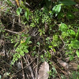 Adiantum aethiopicum at Pebbly Beach, NSW - suppressed