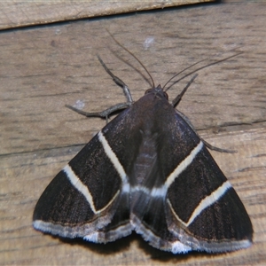 Grammodes justa at Bolivia, NSW - suppressed
