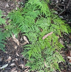 Adiantum formosum at Pebbly Beach, NSW - 21 Apr 2025 10:13 AM