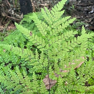 Adiantum formosum at Pebbly Beach, NSW - 21 Apr 2025 10:13 AM