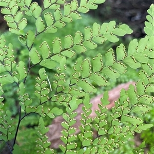 Adiantum formosum at Pebbly Beach, NSW - 21 Apr 2025 10:13 AM