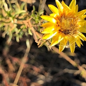 Xerochrysum viscosum at Ghan, NT - 18 Apr 2025 by Frecko