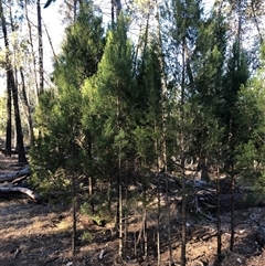 Callitris endlicheri at Crowther, NSW - 18 Apr 2025 03:51 PM