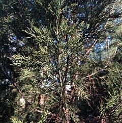 Callitris endlicheri at Crowther, NSW - 18 Apr 2025 03:51 PM