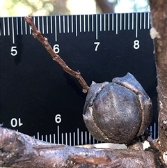 Callitris endlicheri at Crowther, NSW - 18 Apr 2025 03:51 PM