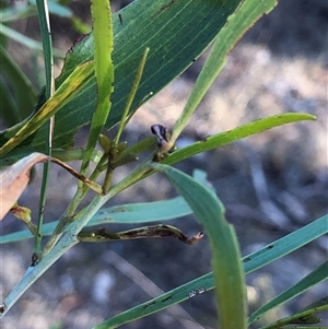 Acacia implexa at Ghan, NT - 18 Apr 2025 by Frecko