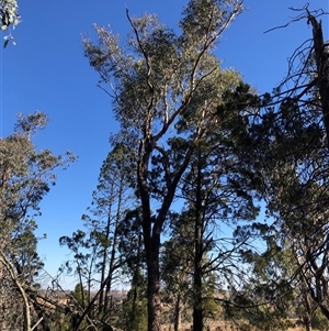 Eucalyptus bridgesiana at Ghan, NT - 18 Apr 2025 by Frecko