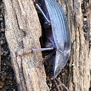 Unverified Beetle (Coleoptera) at Ghan, NT - 18 Apr 2025 by Frecko