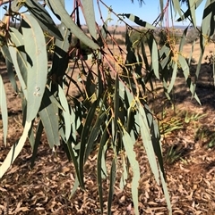 Eucalyptus blakelyi at Crowther, NSW - 18 Apr 2025 08:35 AM