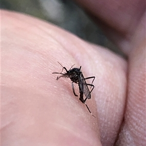 Unverified Other insect at Crowther, NSW - 17 Apr 2025 by Frecko