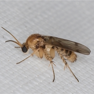 Leiinae (subfamily) at Melba, ACT - 20 Apr 2025 10:23 PM