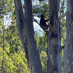 Vombatus ursinus at Bowman, NSW - 19 Apr 2025 by Paulad