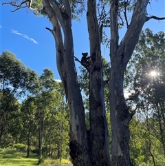 Phascolarctos cinereus at Bowman, NSW - 19 Apr 2025 03:31 PM