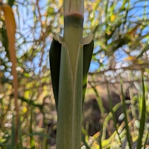 Arundo donax at Campbell, ACT - 22 Apr 2025 02:42 PM