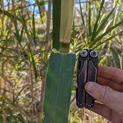 Arundo donax at Campbell, ACT - 22 Apr 2025 02:42 PM