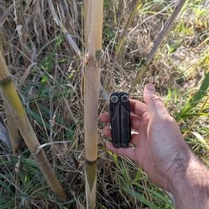Arundo donax at Campbell, ACT - 22 Apr 2025 02:42 PM