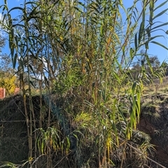 Arundo donax at Campbell, ACT - 22 Apr 2025 02:42 PM