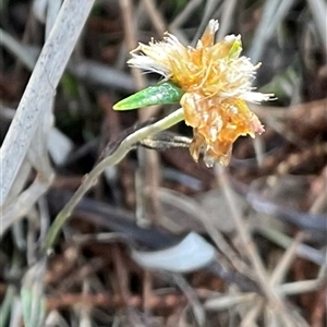 Euchiton sp. at Watson, ACT - Yesterday by Jennybach