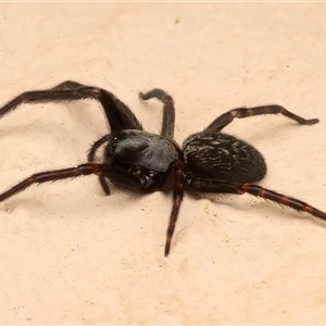 Badumna insignis at Ainslie, ACT - 19 Apr 2025 11:19 PM