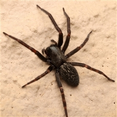 Badumna insignis at Ainslie, ACT - 19 Apr 2025 11:19 PM