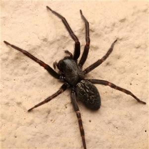 Badumna insignis at Ainslie, ACT - 19 Apr 2025 11:19 PM