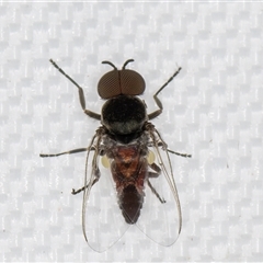 Simulidae (family) at Melba, ACT - 21 Apr 2025 09:03 PM