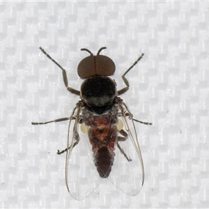 Simulidae (family) at Melba, ACT - 21 Apr 2025 09:03 PM