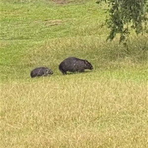 Vombatus ursinus at Kangaroo Valley, NSW - suppressed