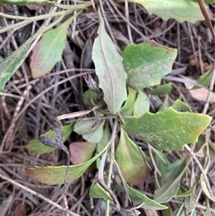 Goodenia hederacea subsp. hederacea (Ivy Goodenia, Forest Goodenia) at Watson, ACT - 21 Apr 2025 by Jennybach