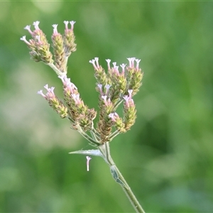 Verbena incompta at West Albury, NSW - 20 Apr 2025 by KylieWaldon