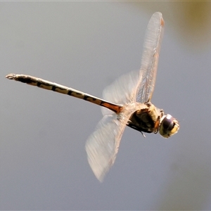 Unverified Dragonfly (Anisoptera) at West Albury, NSW - 20 Apr 2025 by KylieWaldon