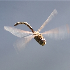 Hemicordulia tau at West Albury, NSW - 20 Apr 2025 09:36 AM