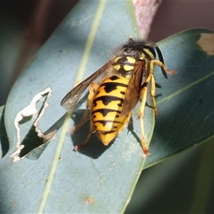 Vespula (Genus) at West Albury, NSW - 20 Apr 2025 09:38 AM