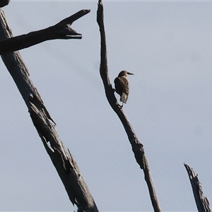 Sturnus vulgaris at West Albury, NSW - 20 Apr 2025 by KylieWaldon