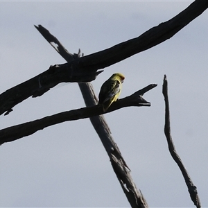 Platycercus elegans flaveolus by KylieWaldon