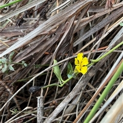 Goodenia hederacea subsp. hederacea (Ivy Goodenia, Forest Goodenia) at Watson, ACT - 21 Apr 2025 by Jennybach