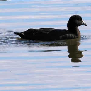 Fulica atra at West Albury, NSW - 20 Apr 2025 09:47 AM
