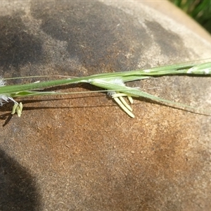 Microlaena stipoides by arjay