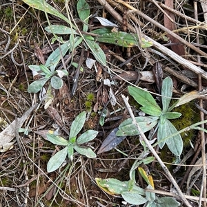 Euchiton sp. at Hackett, ACT - Yesterday by Jennybach