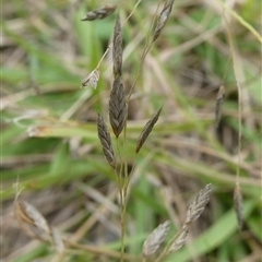 Eragrostis brownii at Charleys Forest, NSW - suppressed