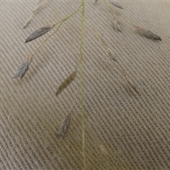 Eragrostis brownii at Charleys Forest, NSW - suppressed