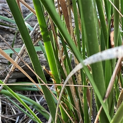 Lepidosperma laterale at Watson, ACT - 21 Apr 2025 01:05 PM