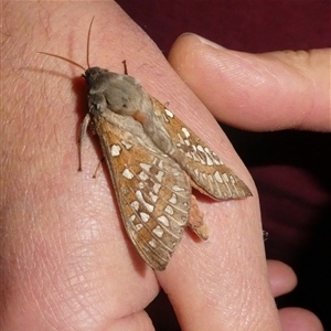 Unverified Moth (Lepidoptera) by arjay