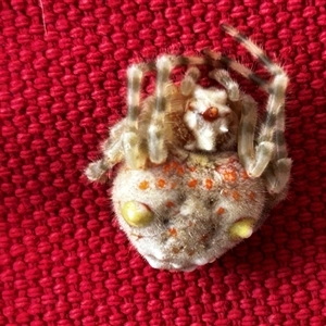 Unverified Jumping or peacock spider (Salticidae) at Ainslie, ACT - Today by Juliainnature