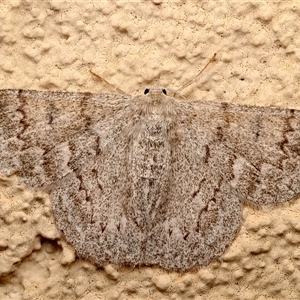 Crypsiphona ocultaria at Ainslie, ACT - Yesterday by jb2602