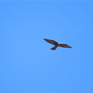 Falco subniger at Tarago, NSW - 19 Apr 2025 12:44 PM