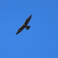 Falco subniger at Tarago, NSW - 19 Apr 2025 12:44 PM