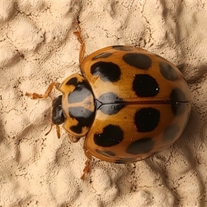 Harmonia conformis at Ainslie, ACT - 20 Apr 2025 by jb2602